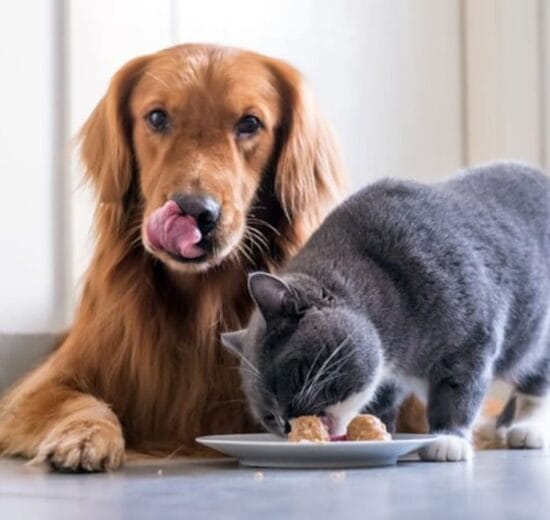 Salud intestinal en mascotas